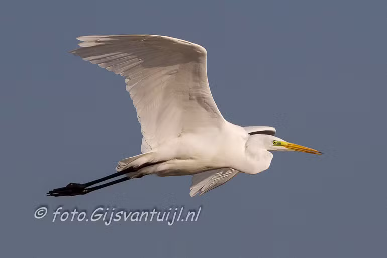 Reiger Zilver